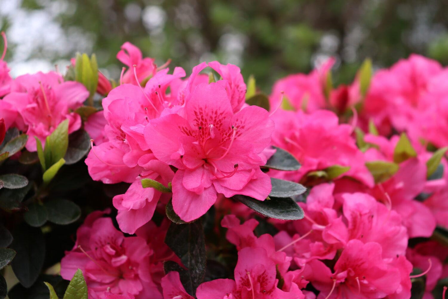 Azalea Perfecto Mundo Double Pink - View 16 from www redcrocus com