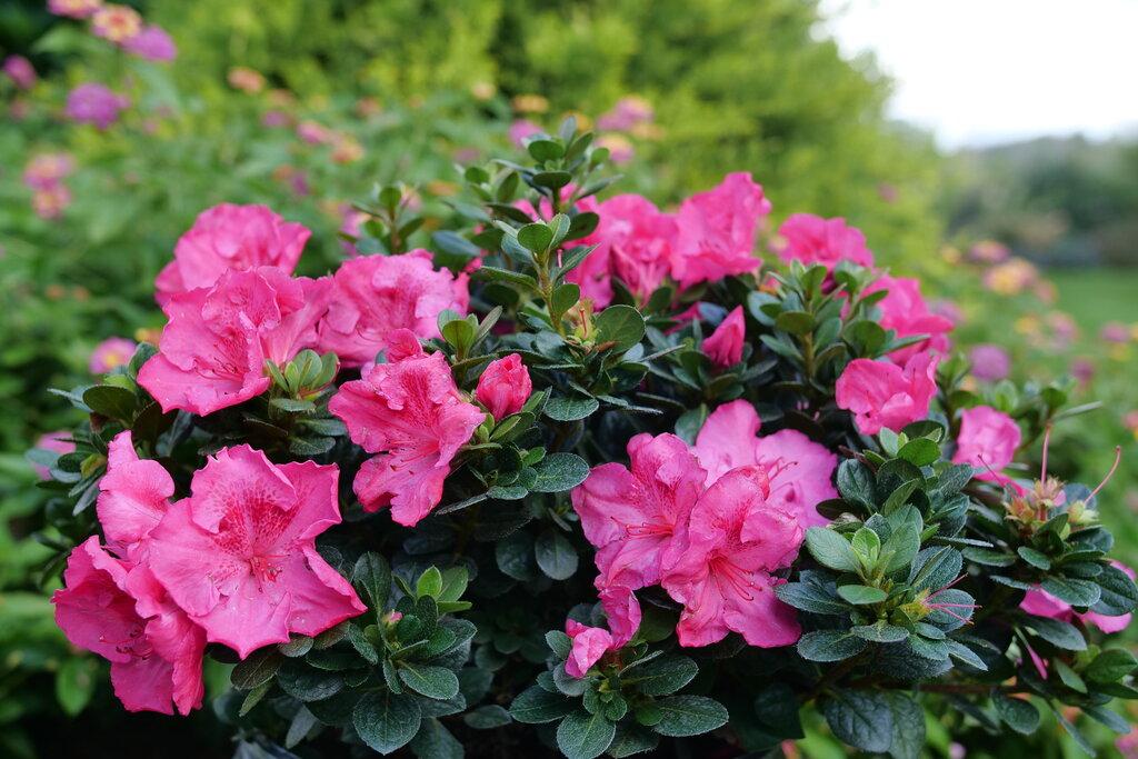 Azalea Perfecto Mundo Double Pink - View 18 from www redcrocus com