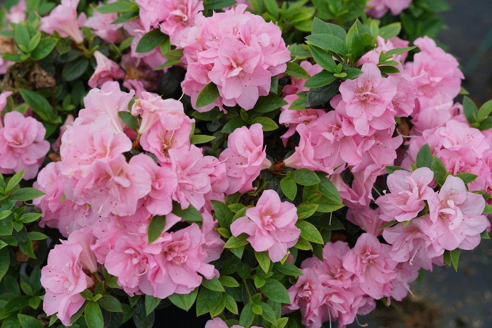 Azalea Perfecto Mundo Double Pink - View 2 from www redcrocus com