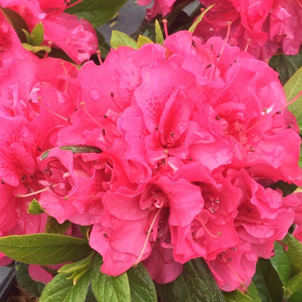 Azalea Perfecto Mundo Double Pink - View 3 from www redcrocus com