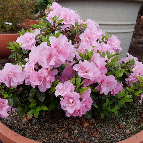Azalea Perfecto Mundo Double Pink - View 4 from www redcrocus com