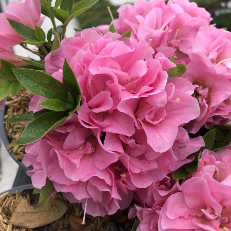 Azalea Perfecto Mundo Double Pink - View 5 from www redcrocus com