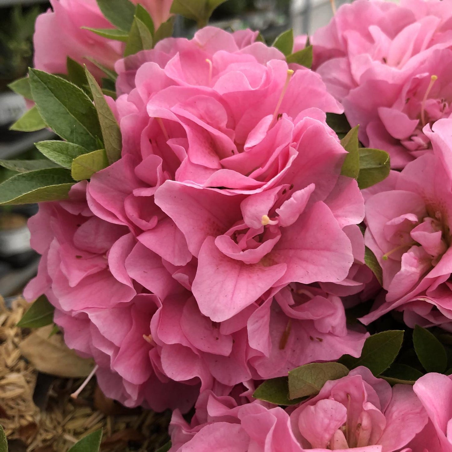 Azalea Perfecto Mundo Double Pink - View 6 from www redcrocus com