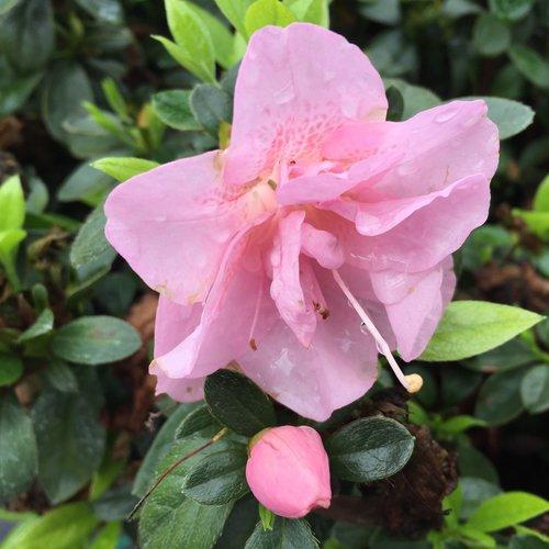 Azalea Perfecto Mundo Double Pink - View 8 from www redcrocus com