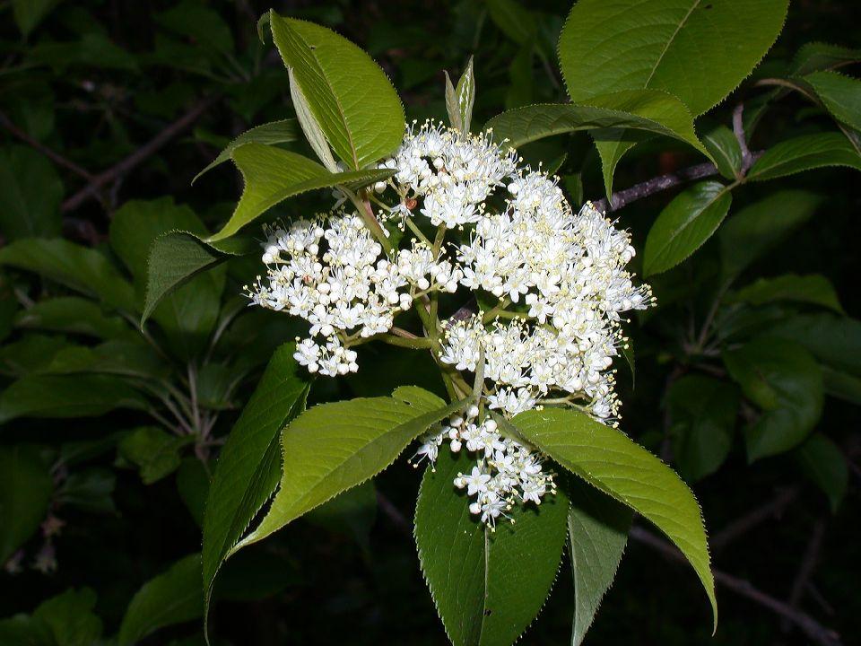 Viburnum Lentago - View 20 from www redcrocus com