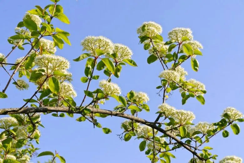 Viburnum Lentago - View 20 from www redcrocus com