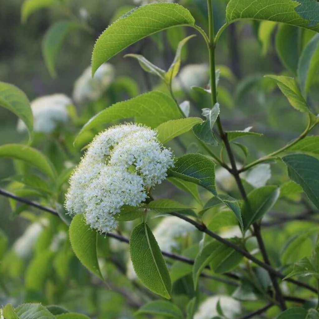 Viburnum Lentago - View 21 from www redcrocus com