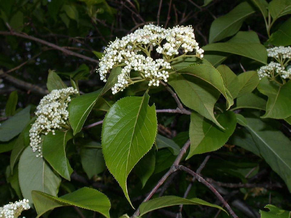 Viburnum Lentago - View 23 from www redcrocus com