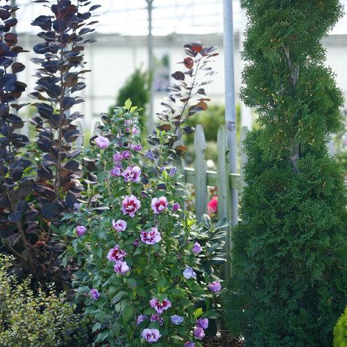 Hibiscus Syriacus Purple Pillar - View 17 from www redcrocus com