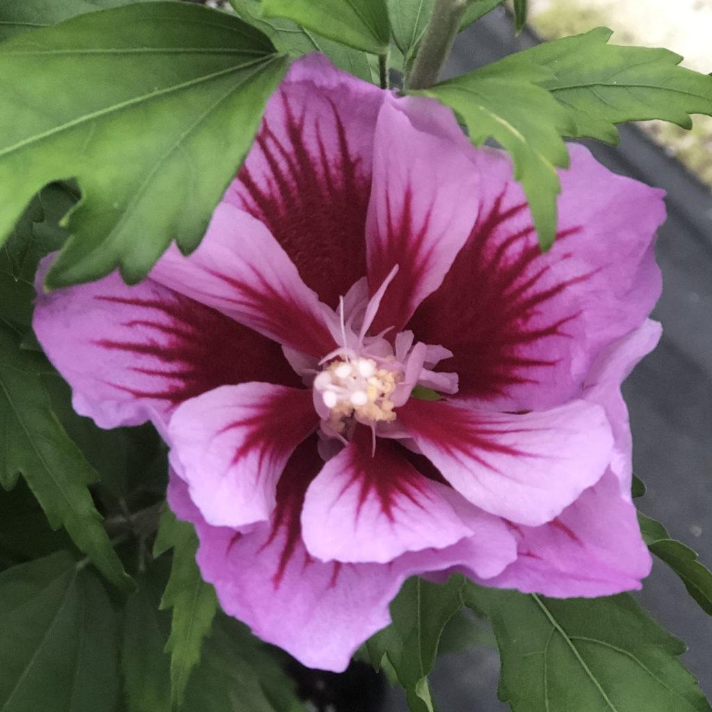 Hibiscus Syriacus Purple Pillar - View 18 from www redcrocus com