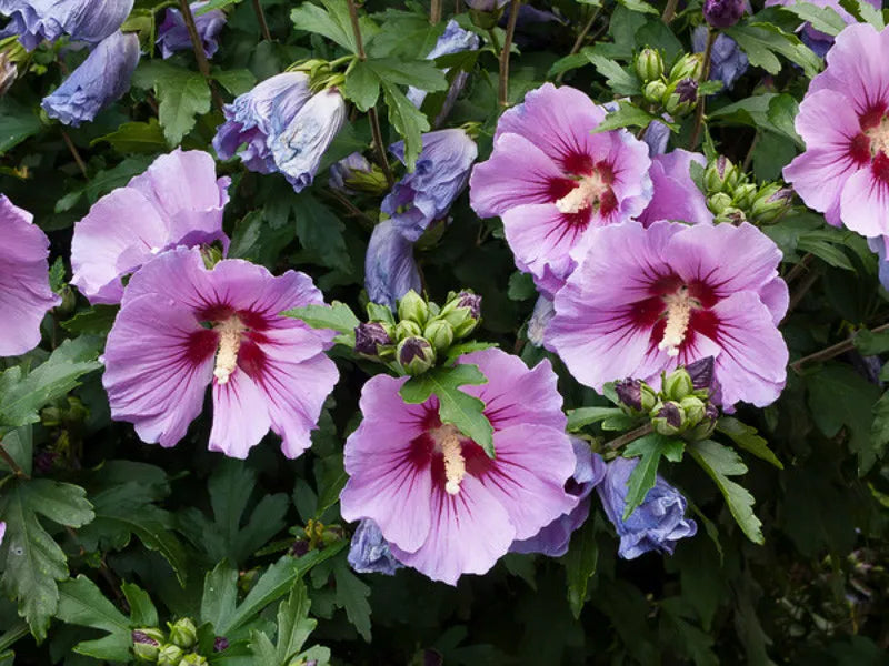 Hibiscus Syriacus Purple Pillar - View 20 from www redcrocus com