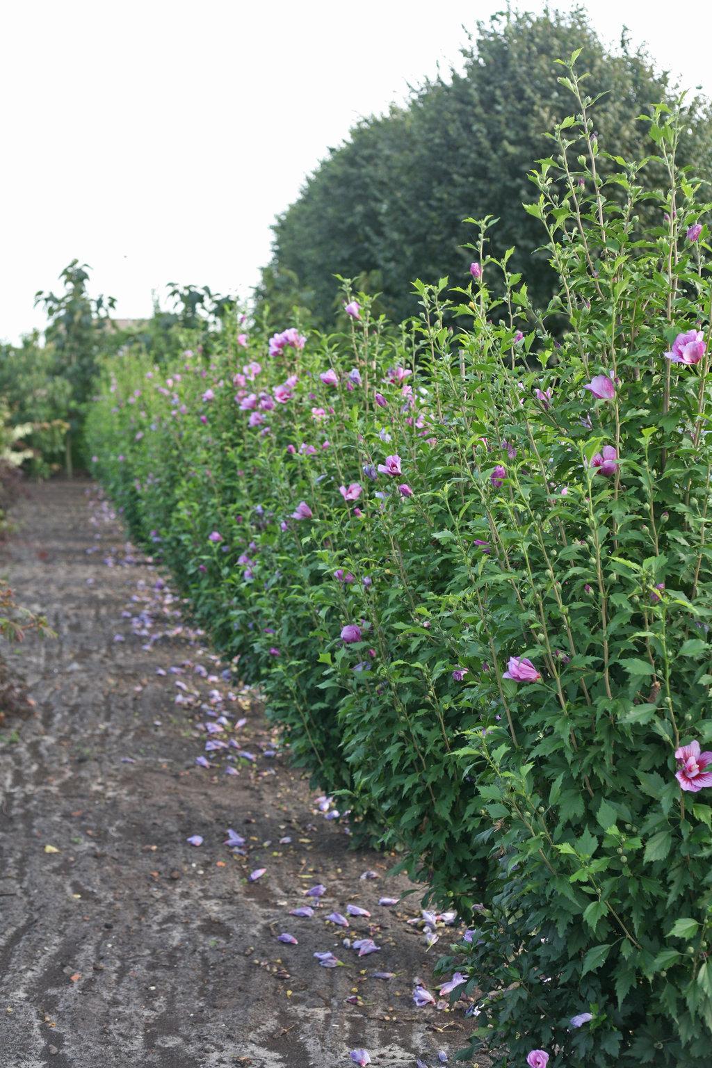 Hibiscus Syriacus Purple Pillar - View 6 from www redcrocus com
