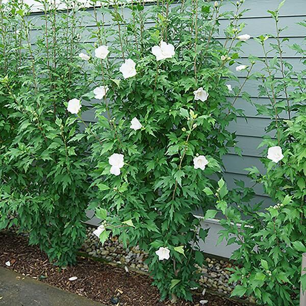 Hibiscus Syriacus White Pillar - View 10 from www redcrocus com