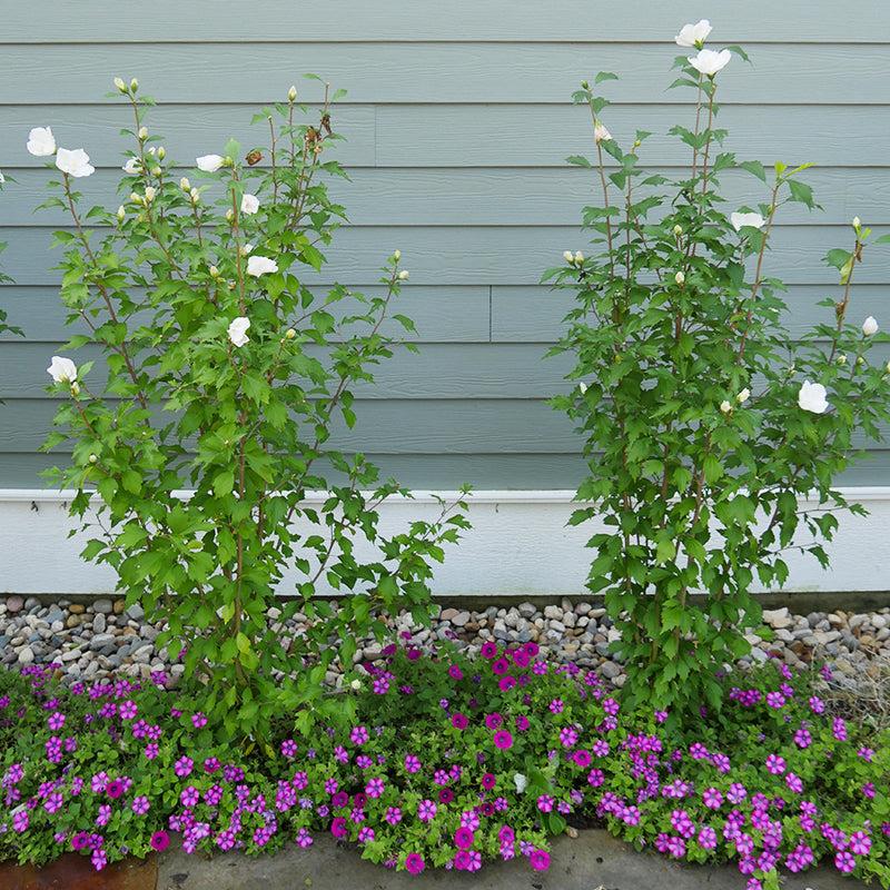 Hibiscus Syriacus White Pillar - View 15 from www redcrocus com