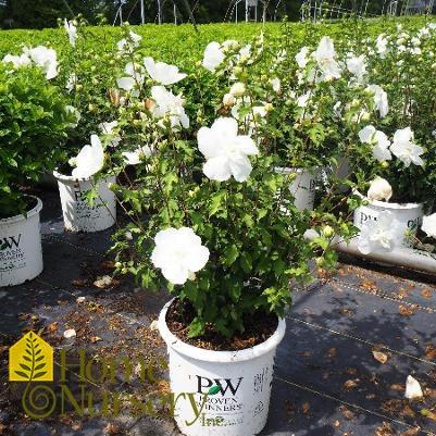 Hibiscus Syriacus White Pillar - View 17 from www redcrocus com