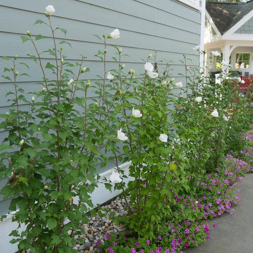 Hibiscus Syriacus White Pillar - View 2 from www redcrocus com