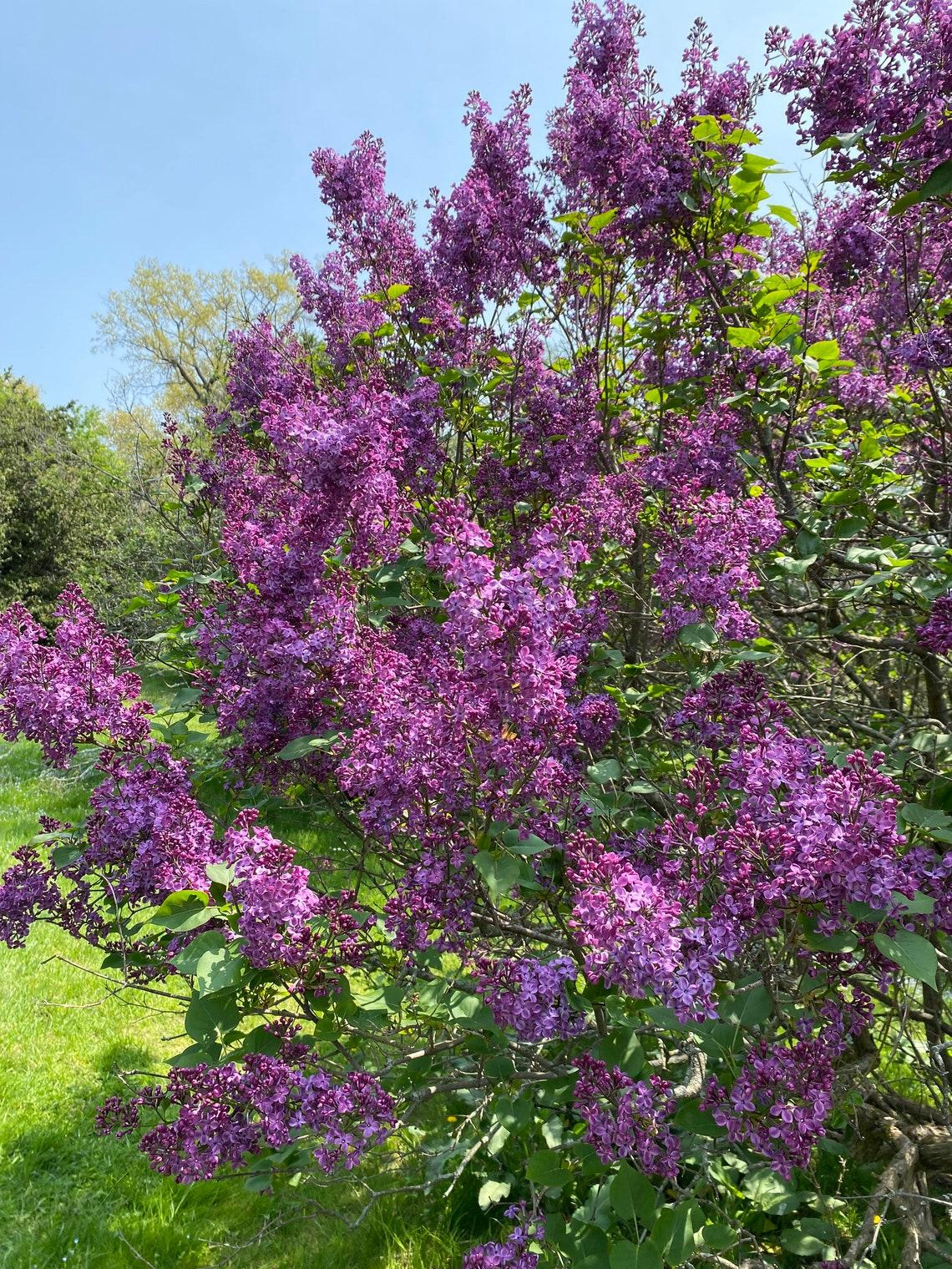 Syringa Hyacinthflora Pocahontas - View 13 from www redcrocus com