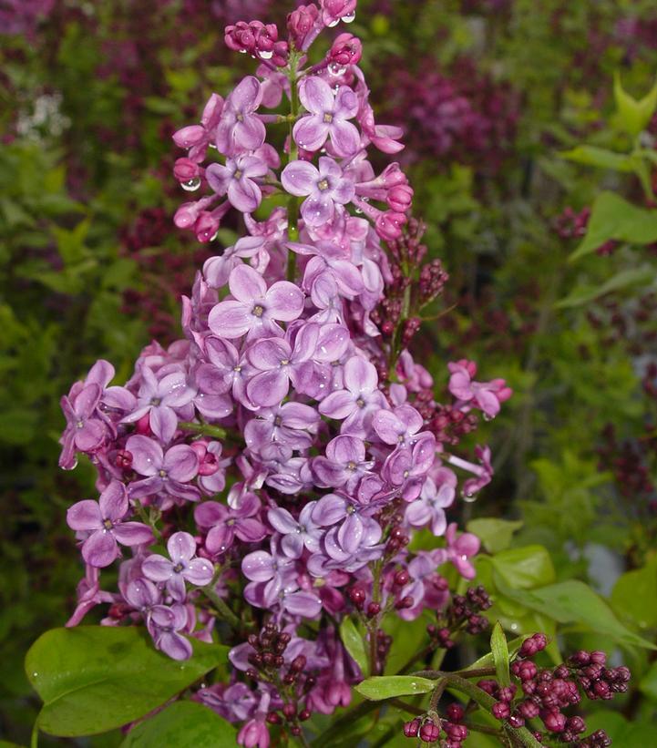 Syringa Hyacinthflora Pocahontas - View 4 from www redcrocus com