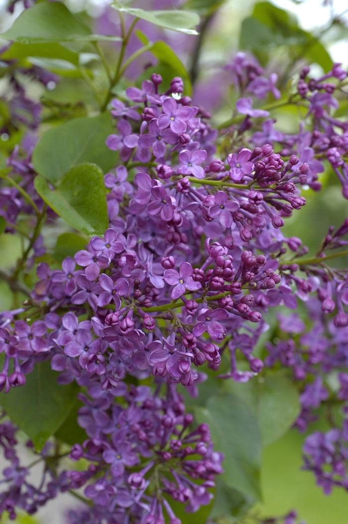Syringa Hyacinthflora Pocahontas - View 6 from www redcrocus com