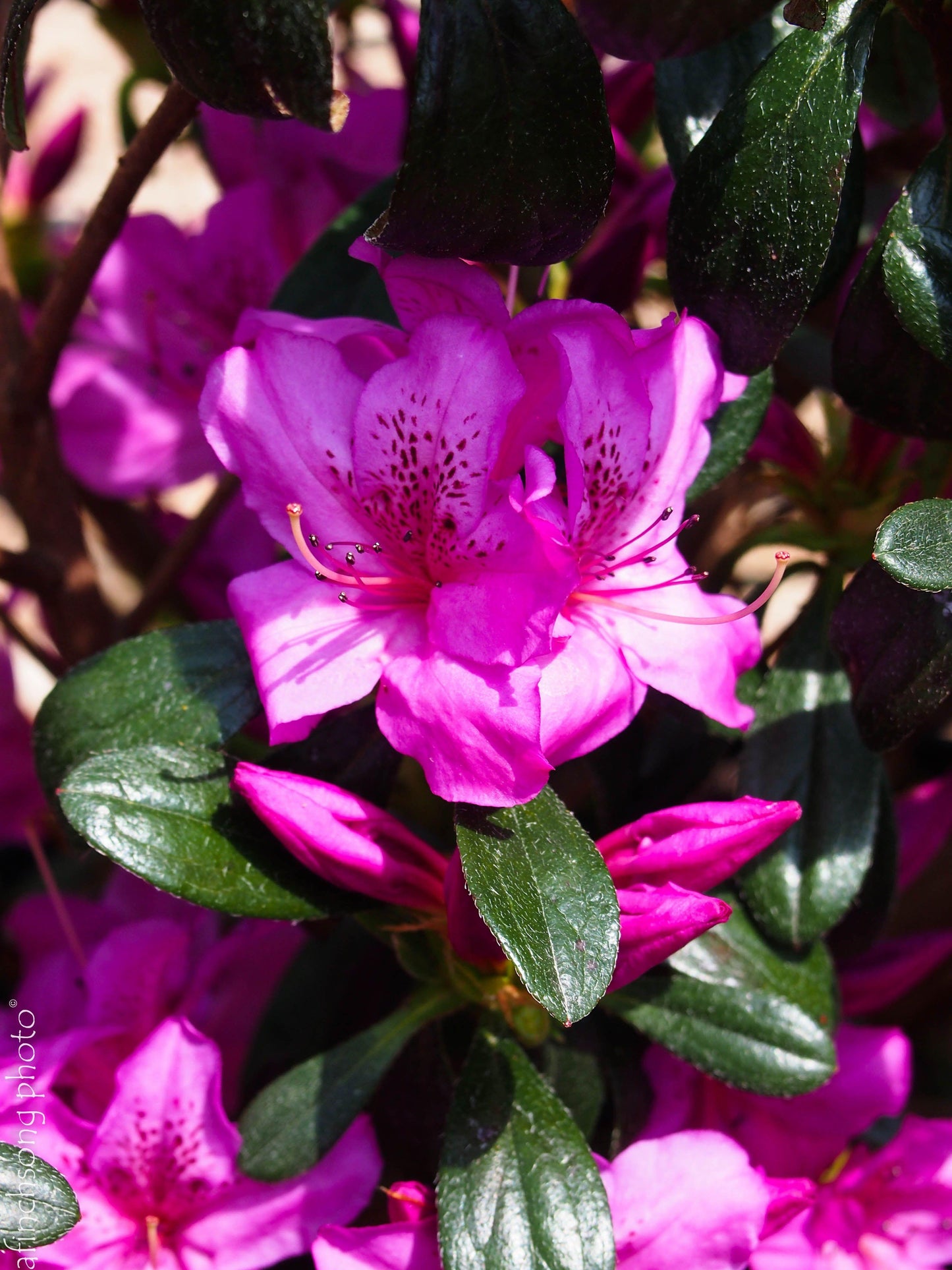 Azalea Karen - View 17 from www redcrocus com