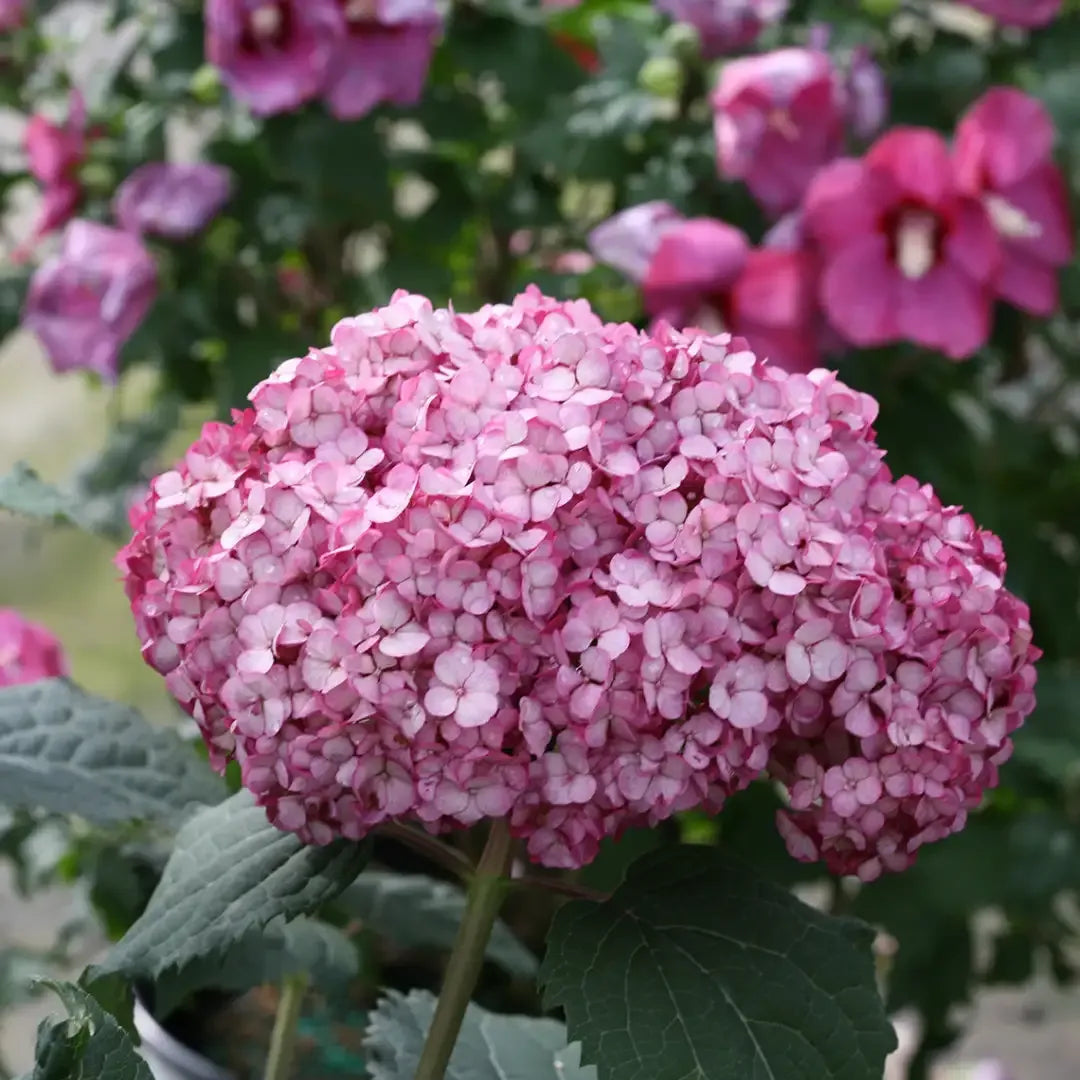 Hydrangea Arborescens 'invincibelle Mini Mauvette' - View 11 from www redcrocus com