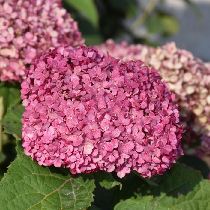 Hydrangea Arborescens 'invincibelle Mini Mauvette' - View 12 from www redcrocus com