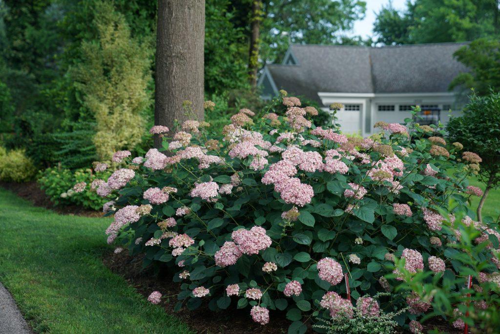 Hydrangea Arborescens 'invincibelle Mini Mauvette' - View 13 from www redcrocus com