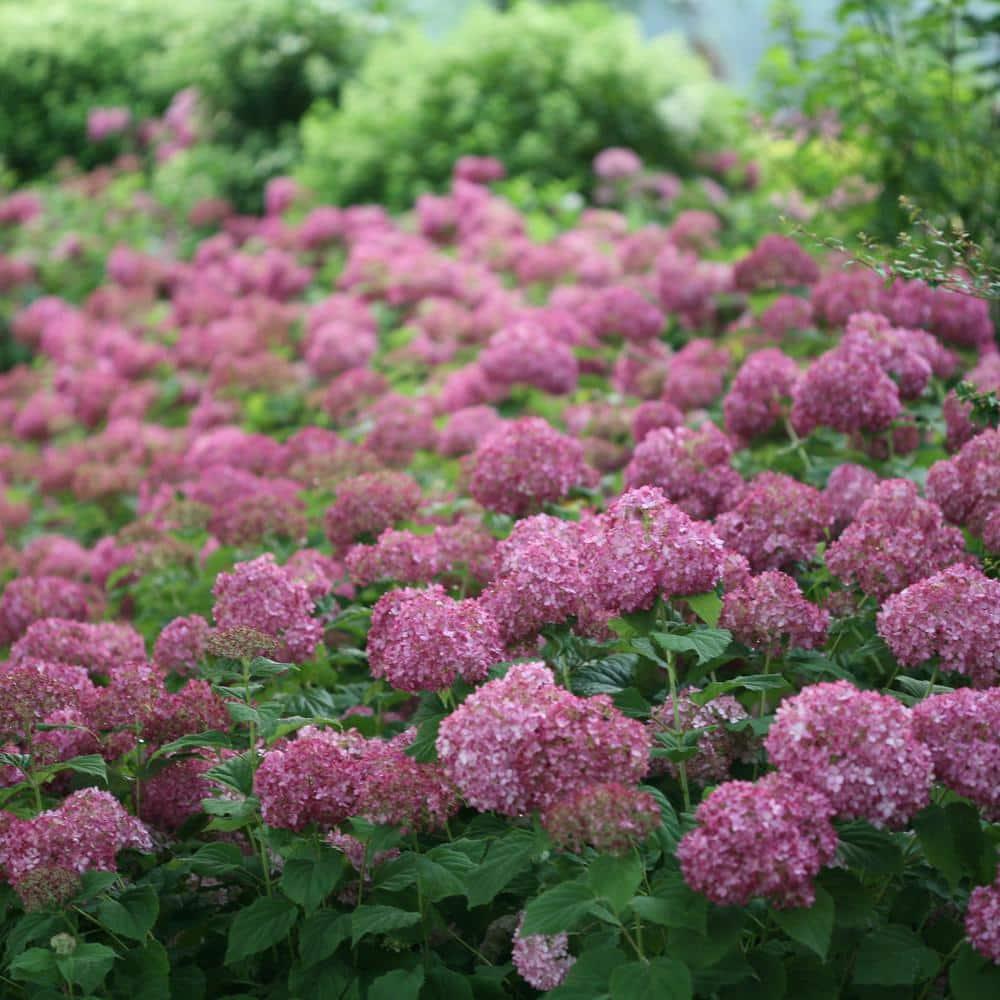 Hydrangea Arborescens 'invincibelle Mini Mauvette' - View 15 from www redcrocus com