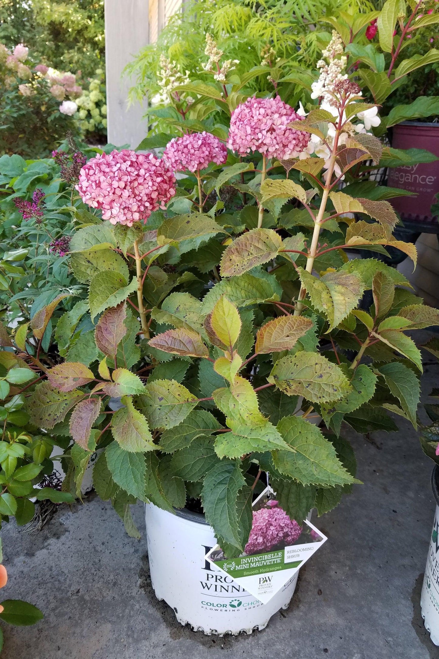 Hydrangea Arborescens 'invincibelle Mini Mauvette' - View 16 from www redcrocus com