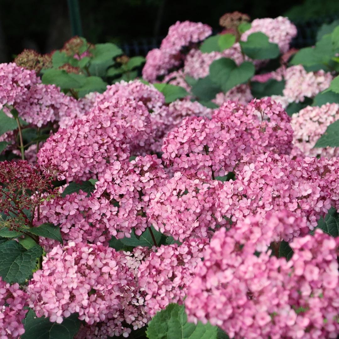 Hydrangea Arborescens 'invincibelle Mini Mauvette' - View 17 from www redcrocus com