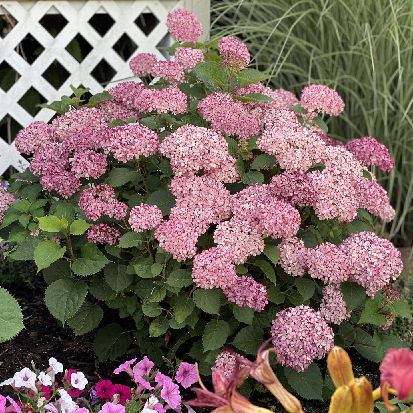Hydrangea Arborescens 'invincibelle Mini Mauvette' - View 3 from www redcrocus com