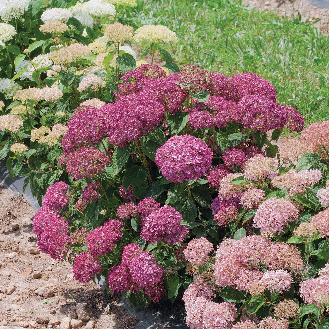 Hydrangea Arborescens 'invincibelle Mini Mauvette' - View 4 from www redcrocus com