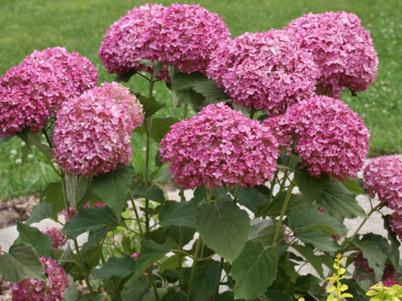 Hydrangea Arborescens 'invincibelle Mini Mauvette' - View 5 from www redcrocus com
