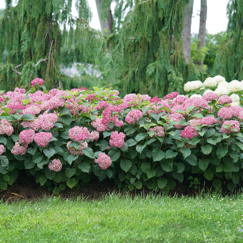 Hydrangea Arborescens 'invincibelle Mini Mauvette' - View 6 from www redcrocus com