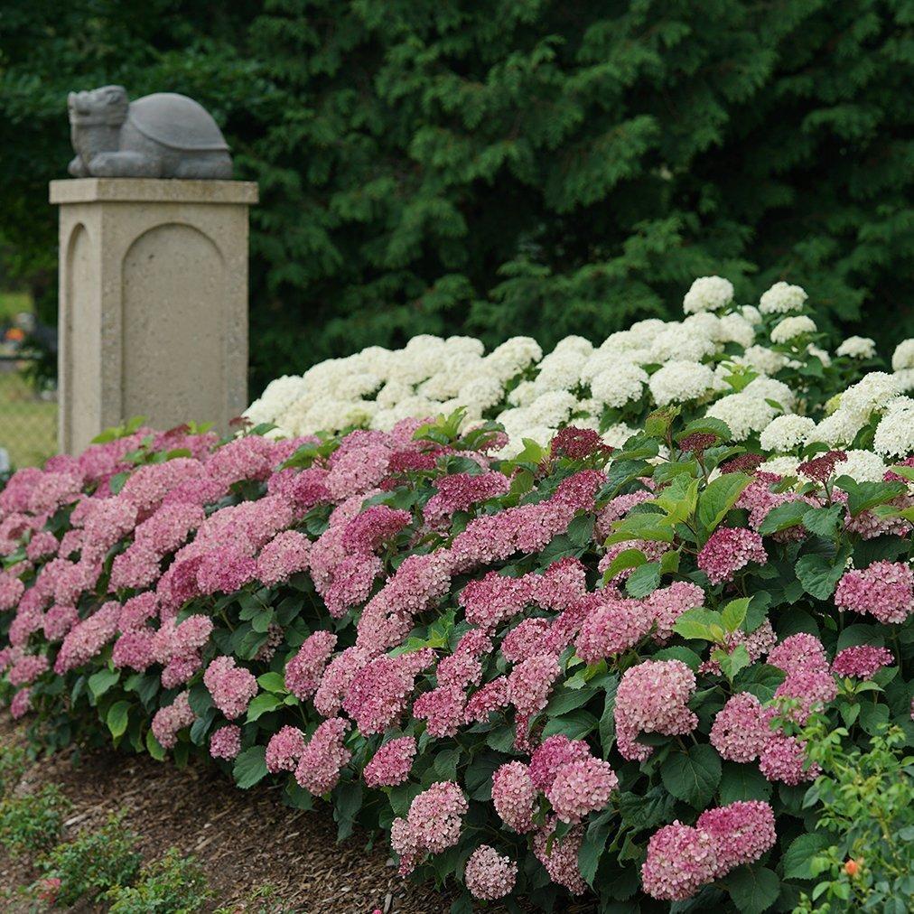 Hydrangea Arborescens 'invincibelle Mini Mauvette' - View 7 from www redcrocus com