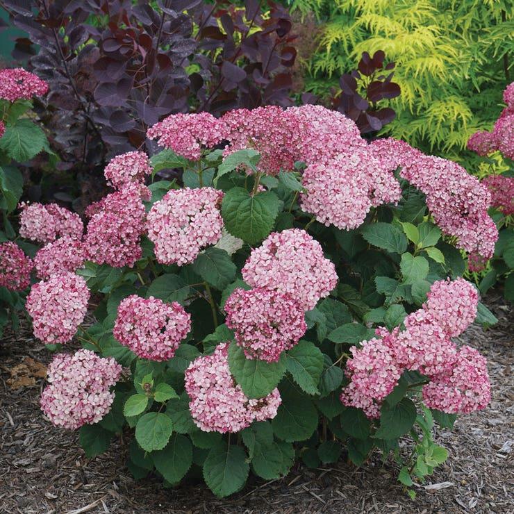 Hydrangea Arborescens 'invincibelle Mini Mauvette' - View 8 from www redcrocus com
