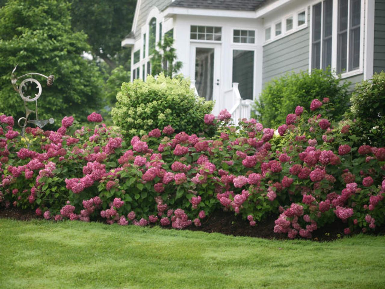 Hydrangea Arborescens 'invincibelle Mini Mauvette' - View 9 from www redcrocus com