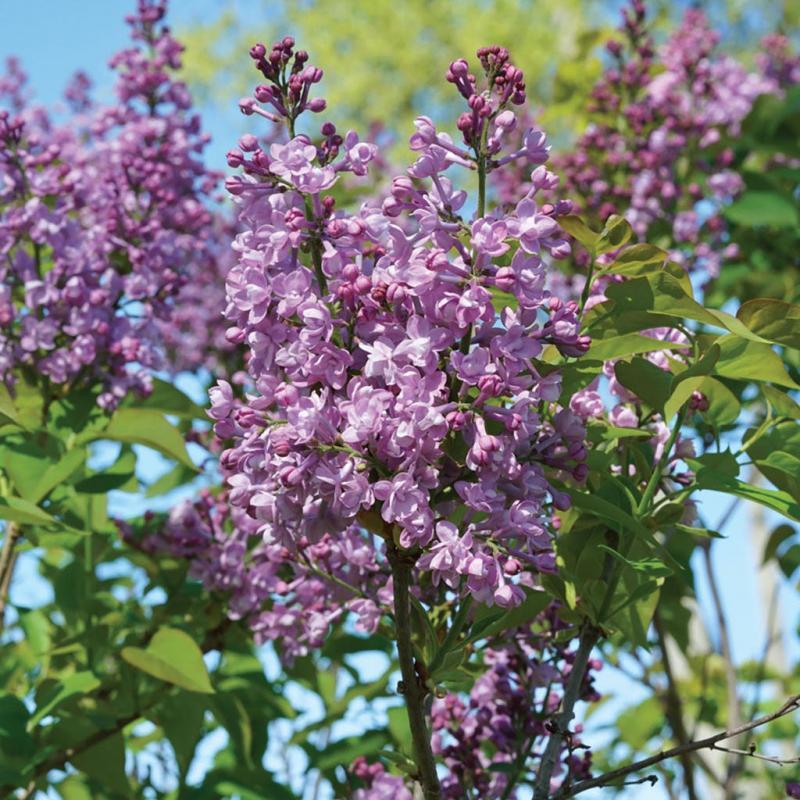 Syringa Patula Baby Kim - View 16 from www redcrocus com
