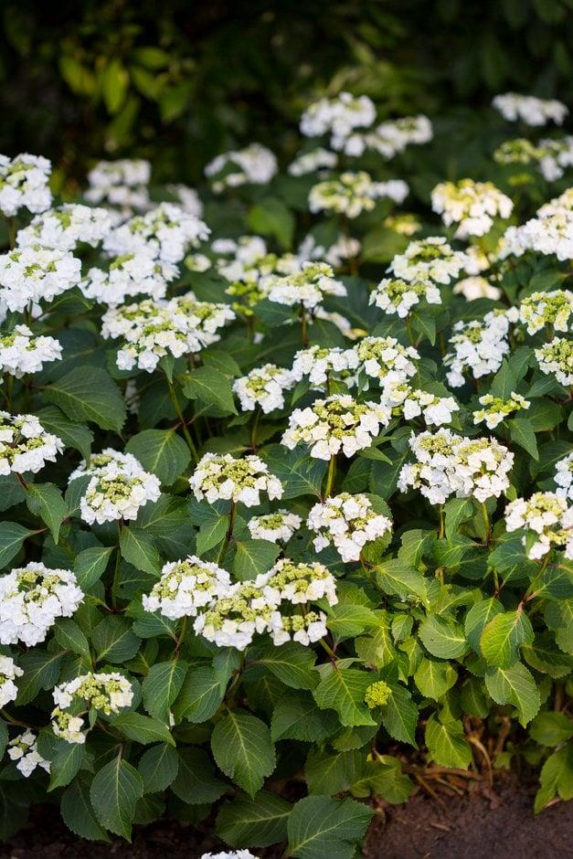 Hydrangea Macrophylla 'double Delight Wedding Gown' - View 34 from www redcrocus com