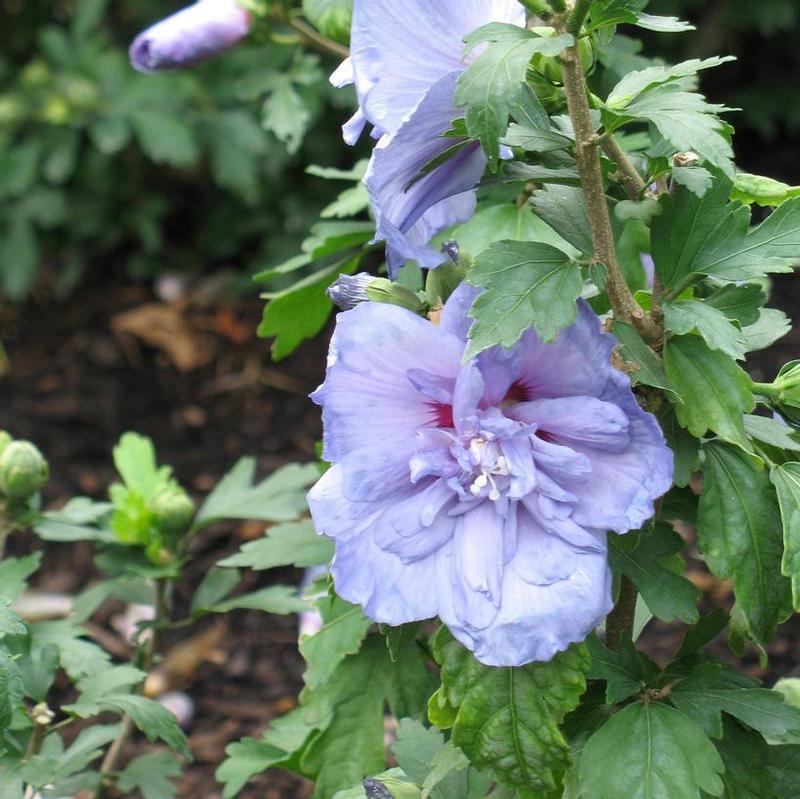 Hibiscus Syriacus Blue Chiffon - View 11 from www redcrocus com