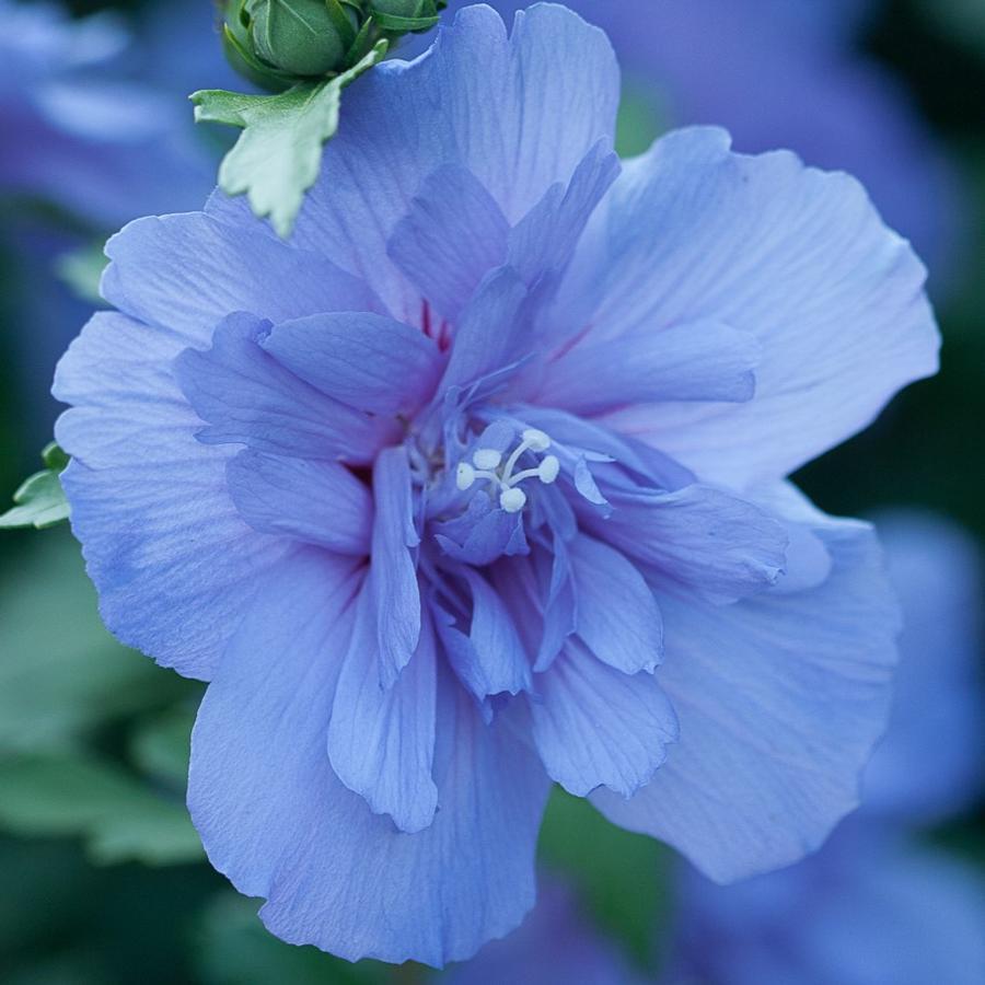 Hibiscus Syriacus Blue Chiffon - View 12 from www redcrocus com