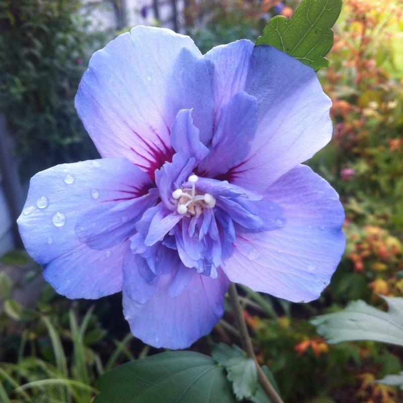 Hibiscus Syriacus Blue Chiffon - View 13 from www redcrocus com