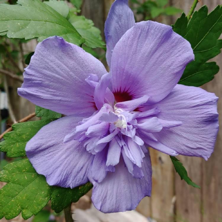Hibiscus Syriacus Blue Chiffon - View 15 from www redcrocus com