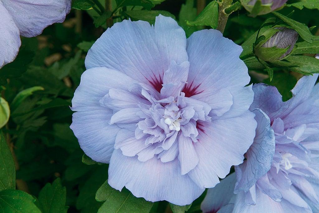 Hibiscus Syriacus Blue Chiffon - View 16 from www redcrocus com