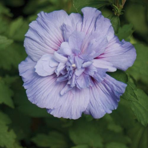 Hibiscus Syriacus Blue Chiffon - View 17 from www redcrocus com