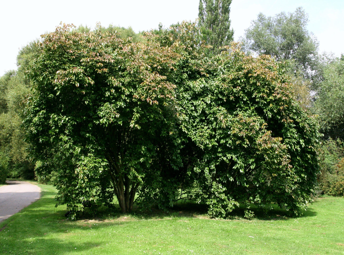 Viburnum Lentago - View 20 from www redcrocus com