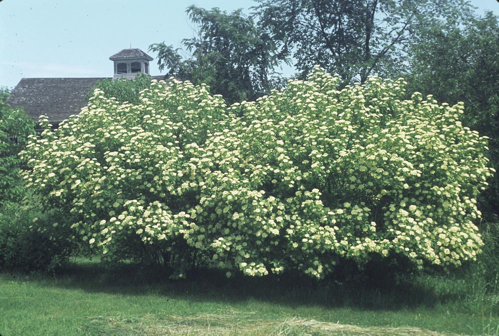 Viburnum Lentago - View 5 from www redcrocus com