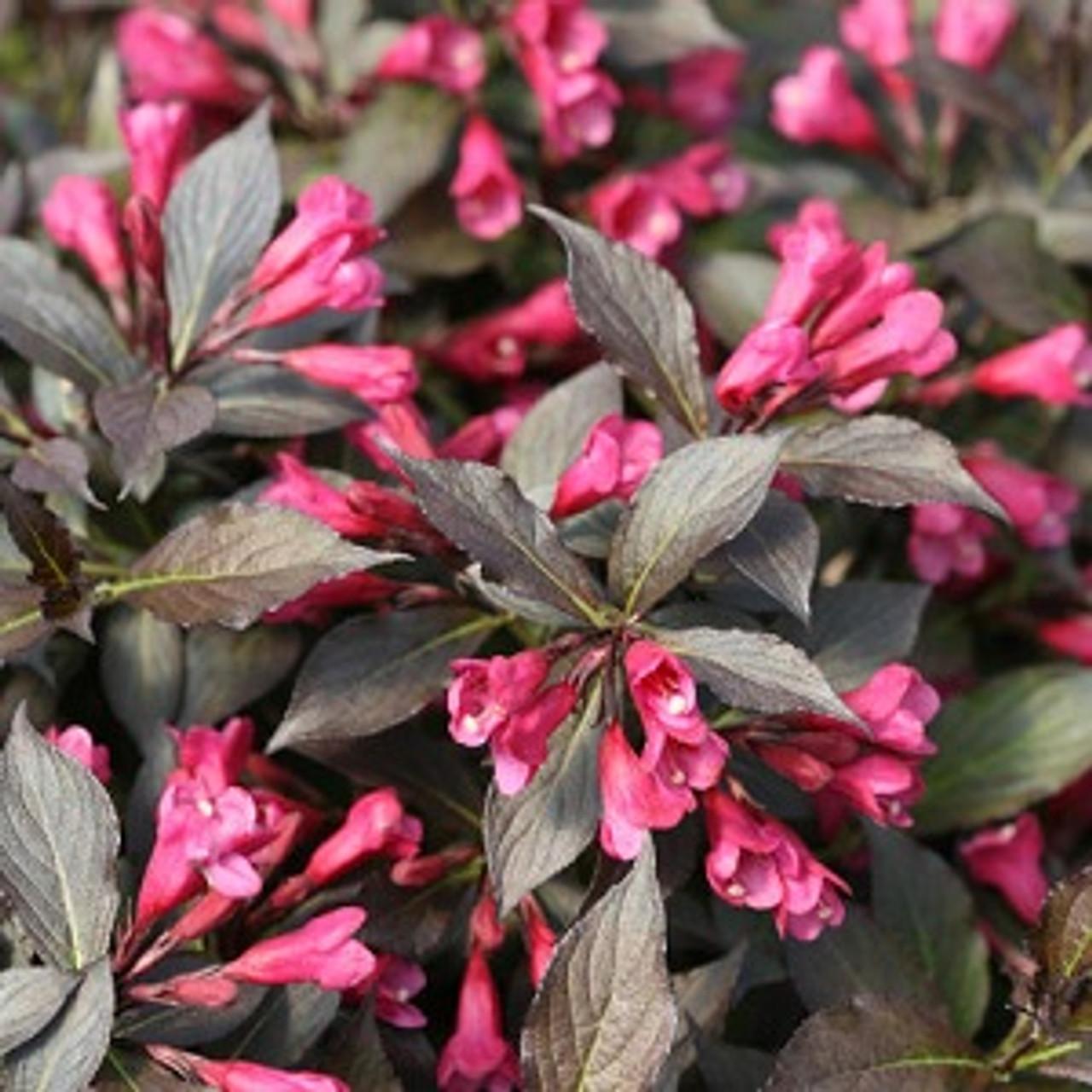 Weigela Florida Midnight Wine Shine - View 10 from www redcrocus com
