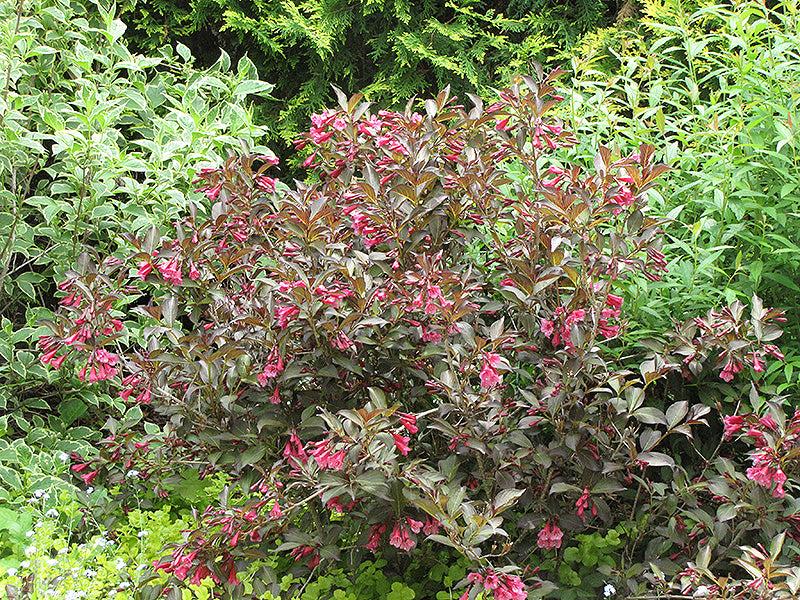 Weigela Florida Midnight Wine Shine - View 11 from www redcrocus com
