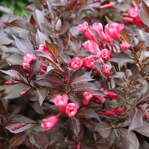 Weigela Florida Midnight Wine Shine - View 12 from www redcrocus com